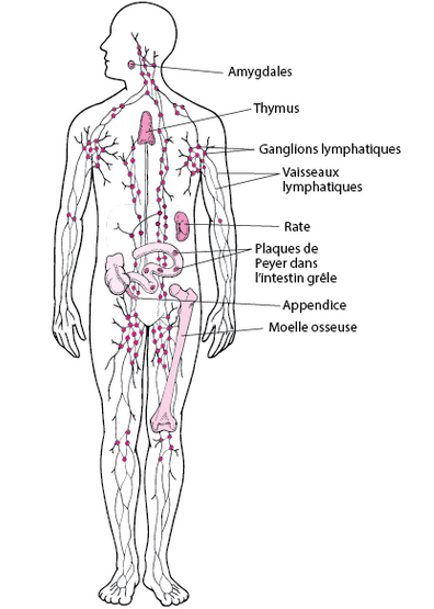 Syst lymph